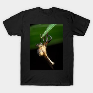 A robber fly (assassin fly) wait for its next prey T-Shirt